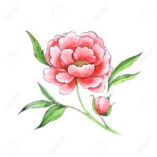 Beautiful Flower Red Peony Hand Drawn Line Art Sketch Stock Photo Picture And Royalty Free Image Image 106182057 A wide variety of red flower drawing options are available to you, such as technics, material, and use. beautiful flower red peony hand drawn line art sketch