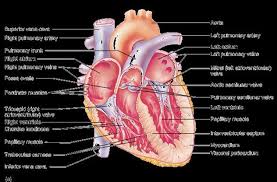 Uji sistem kardiovaskuler pertama reguler fk unhas. Sistem Kardiovaskuler Pdf Download Gratis