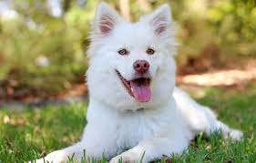 It could mean taking care of something or someone or feeling very. White Dog Dream Meaning And Symbolism
