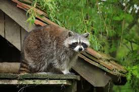 Waschbaren Vertreiben Mein Schoner Garten