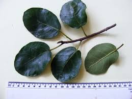 Image result for Ficus glumosa