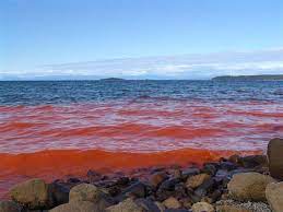Jun 13, 2021 · red tide has come to tampa bay. Red Tide Massive Incredibly Thick Toxic Algae Bloom In Pacific Now Stretches From California To Alaska Warrior Publications