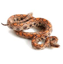 Rainbow Boa Care Sheet For Beginners (Brazilian Snake Guide) - Everything  Reptiles