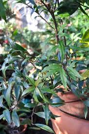 Image result for Vahlia digyna