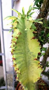 Image result for Euphorbia lividiflora