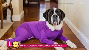Dog Trainer Steve Mann Shares His Thoughts On Dog Onesies