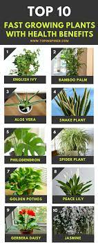 Top 10 Easy To Grow Plants With Great Health Benefits Plants Growing Plants Fast Growing Plants