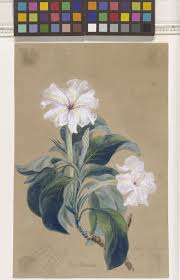 Image result for Gardenia subacaulis