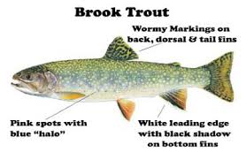 The Waterblogger Identifying Montana Trout