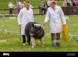 Pig on a stick hi-res stock photography ...
