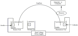 capillary electrophoresis wikipedia