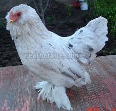 More Mixed Breeds Mixed Breed Barnyard Buddies Chicken Breeds