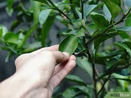 Grey kitchen ideas ukfcu olbas herbal tea. 3 Ways To Make Herbal Earl Grey Tea Wikihow