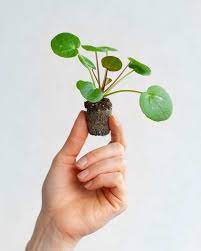 Exclusive Edition Plnts Chinese Money Plant Begonia Maculata Plants