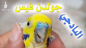 البادجي جولدن فيس طفرات البادجي golden face budgie mutation budgies youtube