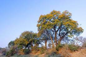 It is a fast growing, evergreen tree with a wide spreading crown. Jackalberry Tree Diospyros Mespiliformus Africa