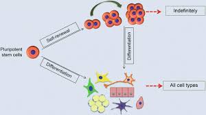 pluripotent stem ...