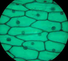 P values were assessed by fisher's. Plant Cell Under The Microscope 2