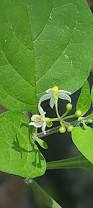 Image result for Solanum scabrum