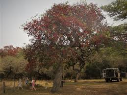 Image result for Schotia brachypetala