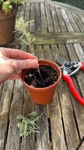 Image result for lavender cuttings