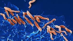 Bakterium Helicobacter Pylori Evolution Im Magen Deutsches Zentrum Fur Infektionsforschung