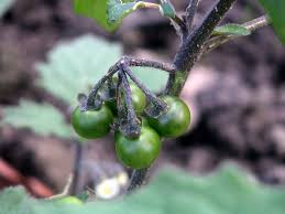 Image result for Solanum villosum