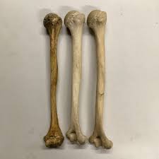 Image result for Humerus Bone