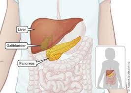 Image result for pancreas location