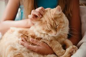 At the first light of dawn, the king got up and. Things You Do That Your Cat Actually Hates Reader S Digest