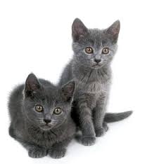 Chartreux Cat Breed Information
