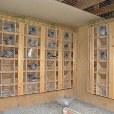 homing pigeons nicefarming com pigeon loft pigeon nest pigeon loft design
