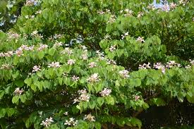 Image result for Bauhinia monandra