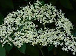 Fiori bianchi orto spontanee : Pin Su Dal Mio Orto