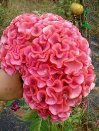 Image result for Celosia nervosa