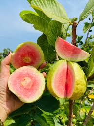 Image result for Psidium guajava