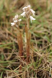 Image result for Zeuxine africana