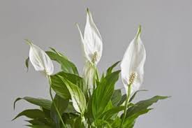 Will look into its important care tips, the common mistakes we tend to. White Flowering Indoor Plants Choosing Houseplants With White Flowers
