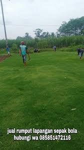 Check spelling or type a new query. Rumput Lapangan Sepak Bola Rumput Bermuda Swiss Standar Fifa Cocok Untuk Stadion Mini Di Daerah Tandus Seperti Mojokerto Jawa Timur Asal Rumput Dari Tempat Kami Tahun 2021 Rumput Taman Malang