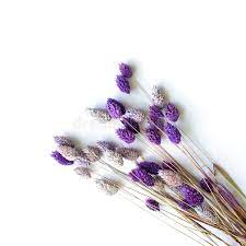 Dried flowers and grasses such as pampas grass, bunny tails, and preserved eucalyptus are enjoyed throughout the year. A Bouquet Of Dried Flowers Of Gently Purple Color On A White Background Stock Image Image Of Floral Closeup 149471083
