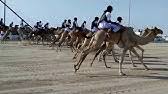 Could someone tell me if there is still races now (march and april 2018) ? Al Wathba Camel Race Abu Dhabi Youtube