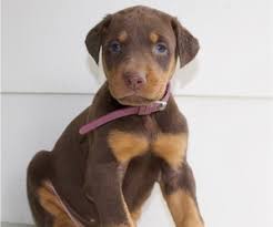 Doberman pinscher for adoption in vacaville california. View Ad Doberman Pinscher Litter Of Puppies For Sale Near Arkansas Star City Usa Adn 129387