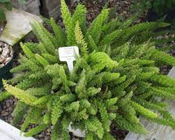 Foxtail Fern Asparagus Densiflorus Meyersii Buy It Now Asparagus Fern Foxtail Fern Water Plants