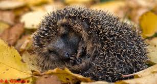 Praktische Bauanleitung Fur Eine Igelburg So Helfen Sie Den Igeln In Ihrem Garten Durch Den Winter Und Sichern Die Unterkunft F Igel Im Garten Igel Tierhauser
