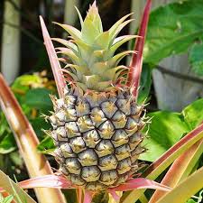 Edible Indoor Pineapple Plant Ananas Comosus In 2020 Pineapple Planting Pineapple Fruit