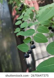 Image result for Phyllanthus reticulatus