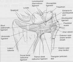 A tfcc tear is an injury to the triangular fibrocartilage complex, found in the wrist, between the end of the ulna bone and the. Letsels Van Het Tfcc De Meniscus Van De Pols Letsels Aan De Gewrichtsbanden Van De Pols Pols Orthopedie Herentals