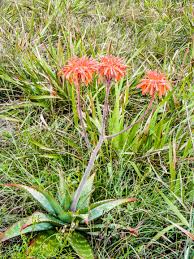 Image result for Synadenium cupulare