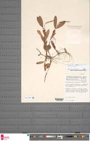 Image result for Bulbophyllum fuscum