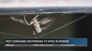 Nashville is such a lively place to own a home, so it's no wonder why pests find your house exciting. Knoxville Pest Companies Respond To Spike In Spider Infestations Wbir Com